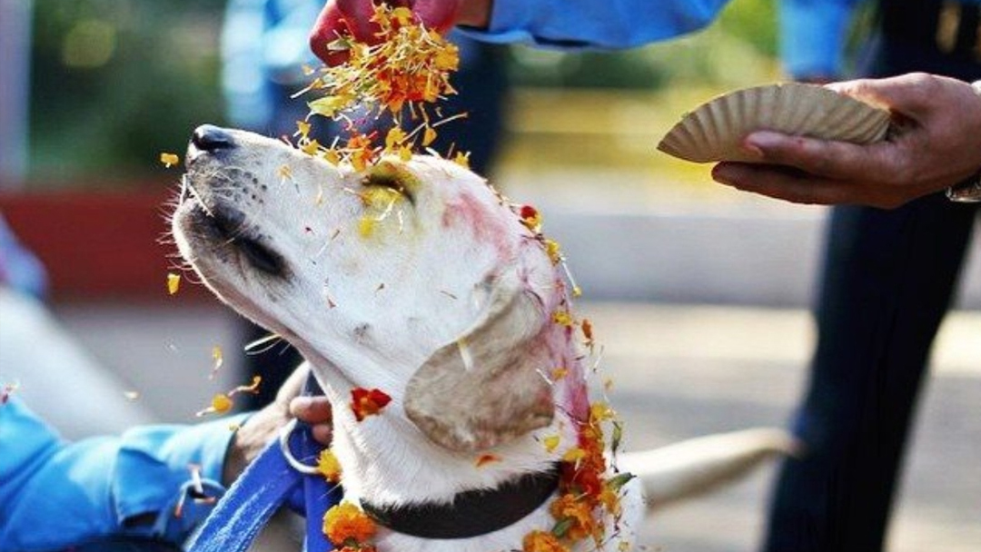 A Day dedicated to Dogs, Cows, self and more in Nepal