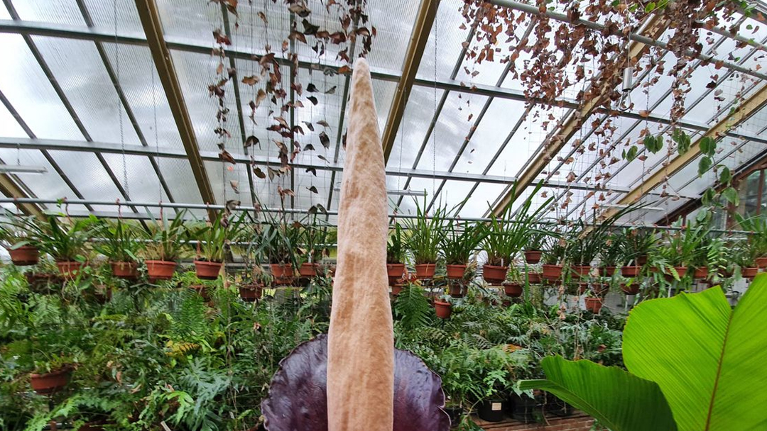 Rare Penis Plant blooms after 25 years