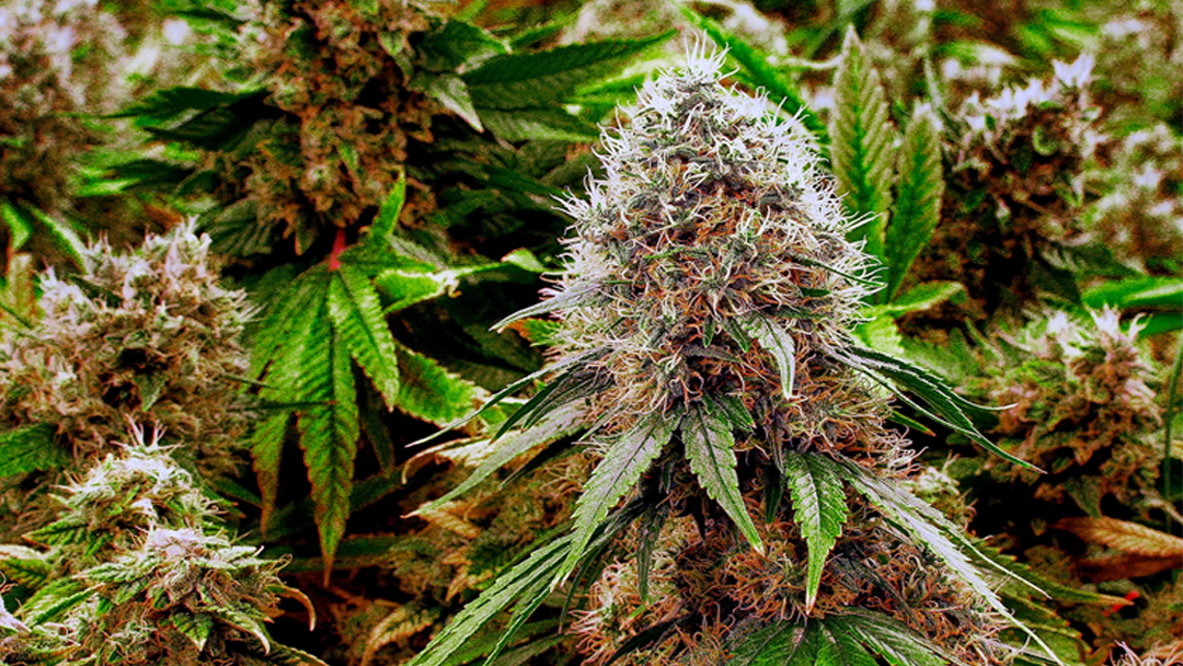 Malta, First E.U. Nation to legalise Cannabis.