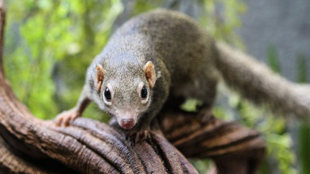 Langya: A potentially fatal new virus passed from shrews to humans infects 35 people in eastern China.